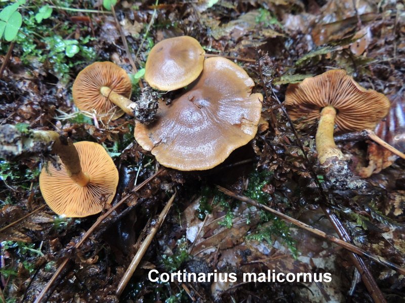 Cortinarius malicorius-amf531.jpg - Cortinarius malicorius ; Syn: Dermocybe malicoria ; Nom français: Cortinaire à chair olive